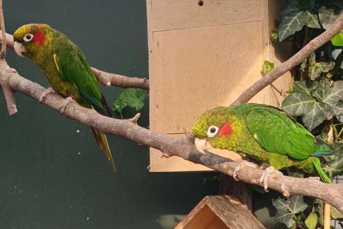 2 koppel pyrrhura hoffmanni gaudens.  chiriqui parkiet