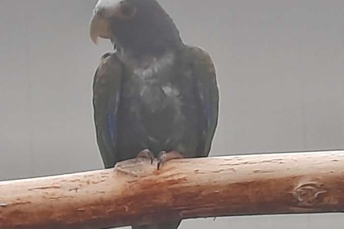 0-1 pionus senilis/witkap-papegaai.