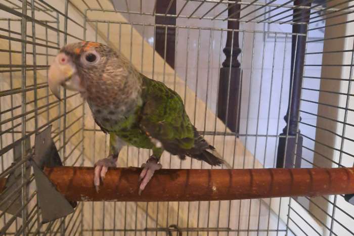 kaapse papegaai (poicephalus fuscicollis suahelicus)