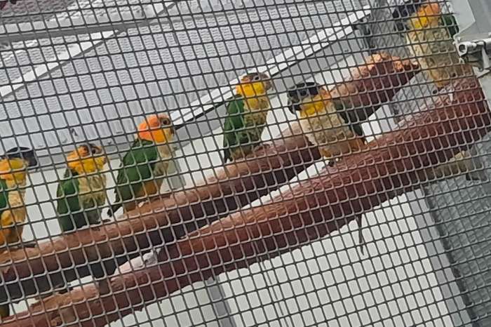 geeldij/roestkop-caique (pionites l.xanthomeria)