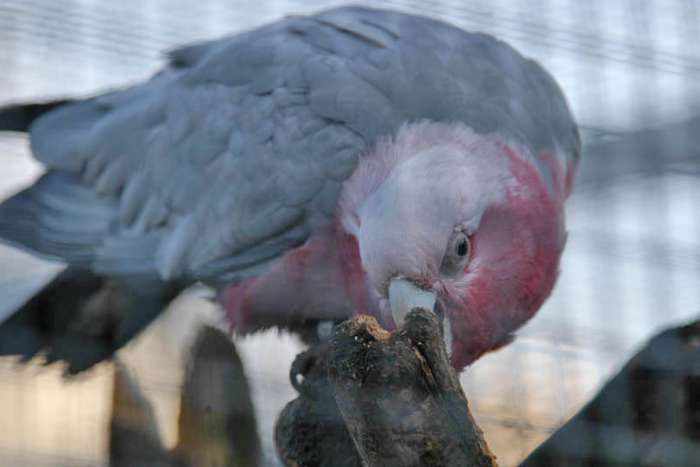 rosè kaketoe split-lutino.