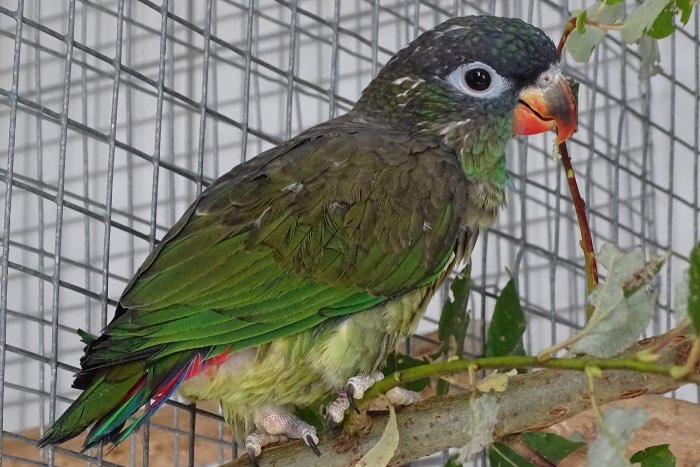 3-3 pionus sordidus