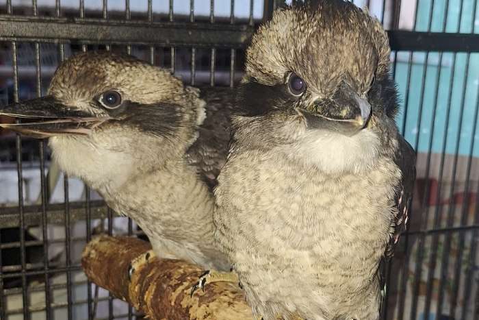 kookaburras