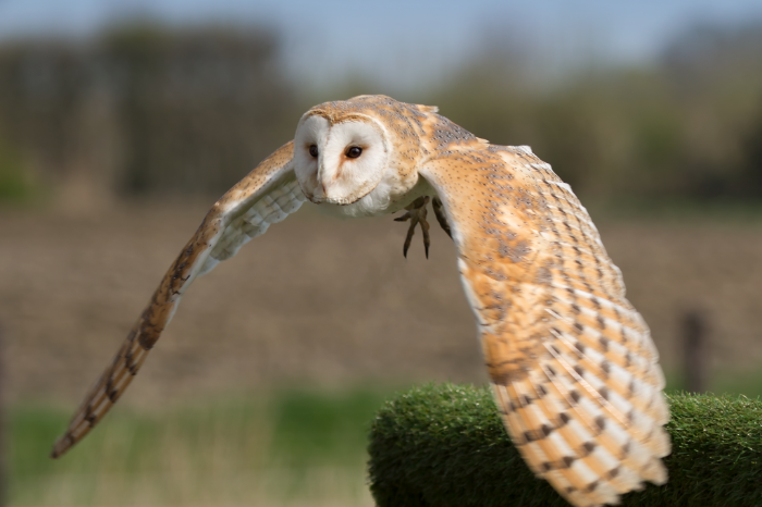tyto alba - kerkuil