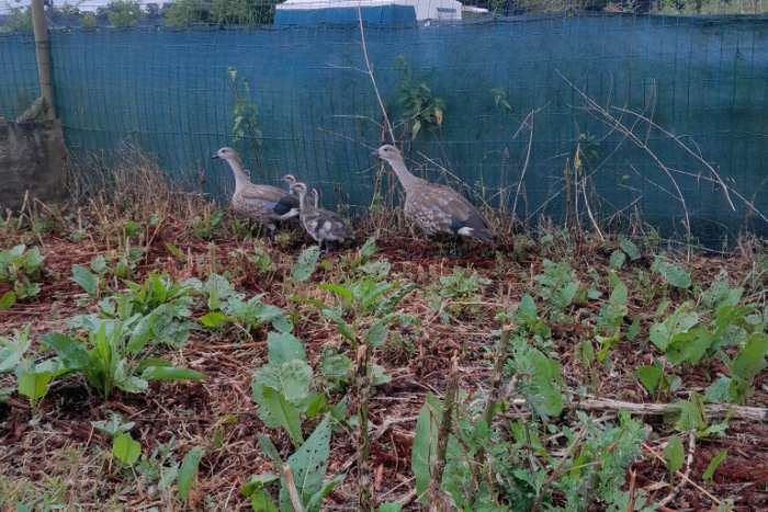 kweekkoppel blauwvleugel ganzen met 3 jongen.