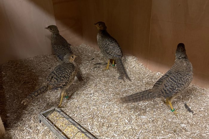 9  goudfazanten van 10 weken oud