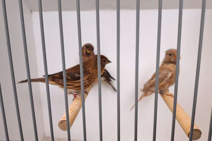trio barmsijzen 2024/22