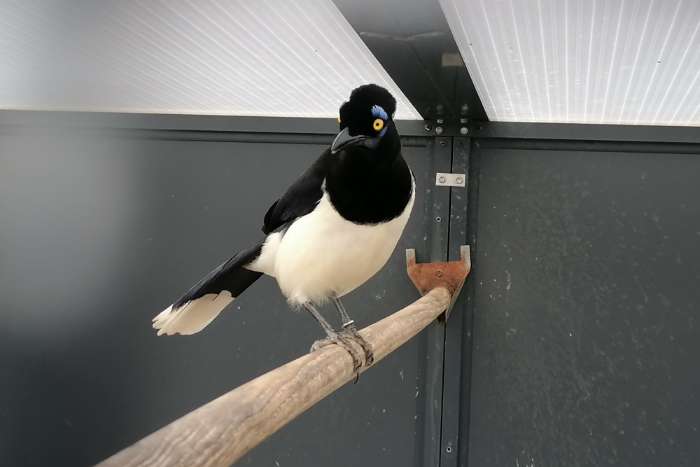 pluiskapgaai, kappenblaurabe, (cyanocorax chrysops) pop/female,