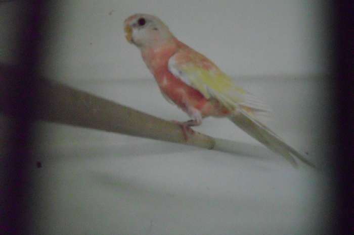 div vogels