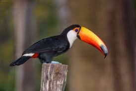 toucans and aracaris