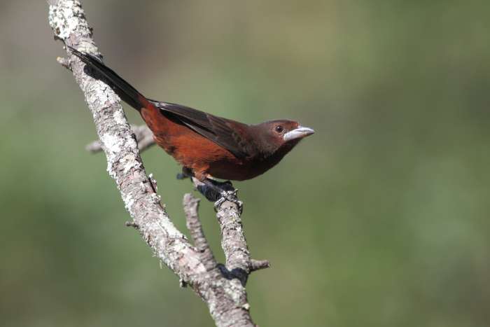 looking for 0.1 ramphocelus carbo