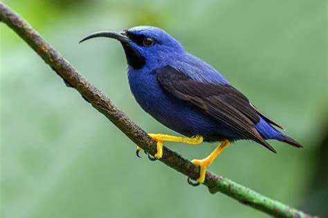 0.1  cyanerpes caeruleus