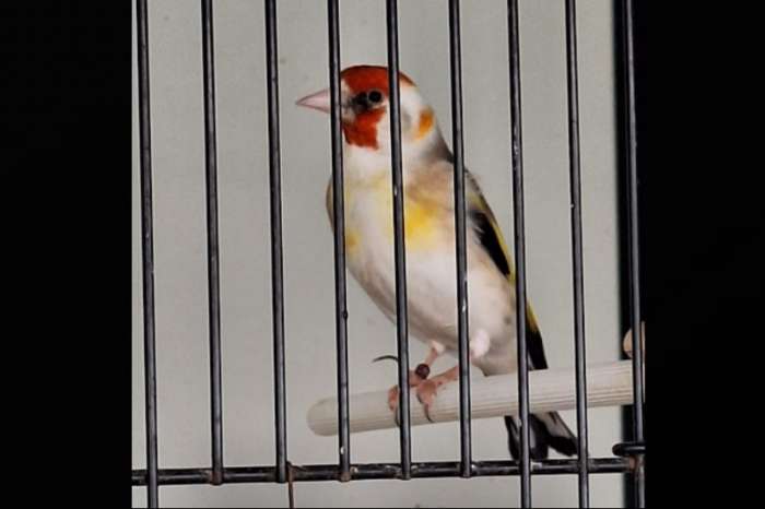 distelvink