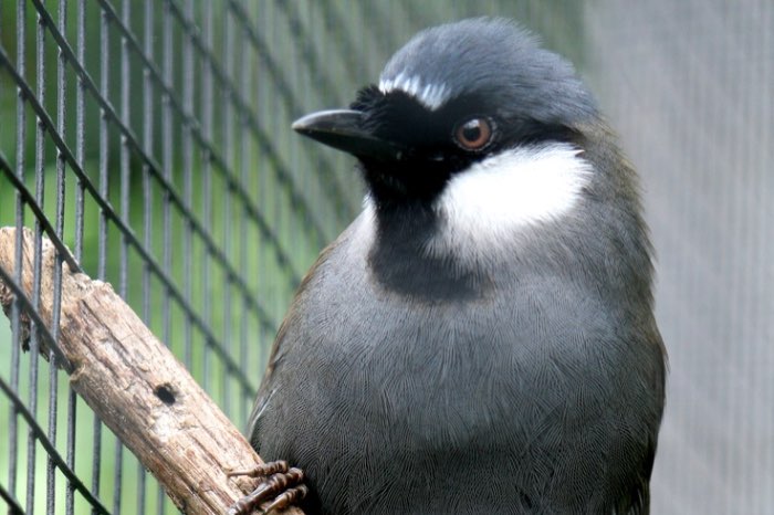 koppel witwanggaailijster  garrulax chinensis