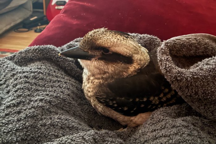 kookaburra pop