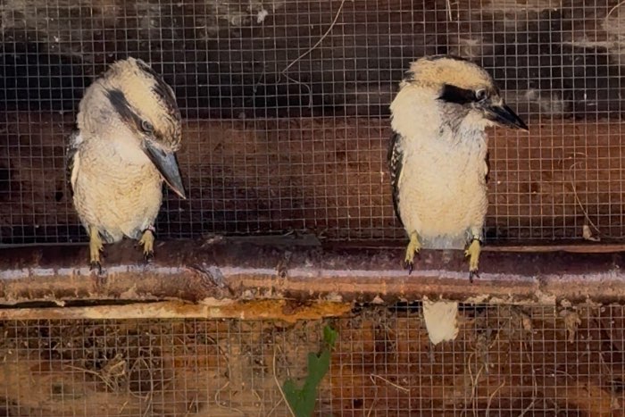 0-2 kookaburra’s 2025
