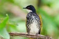 1.1 scaly-breasted bulbul gezocht