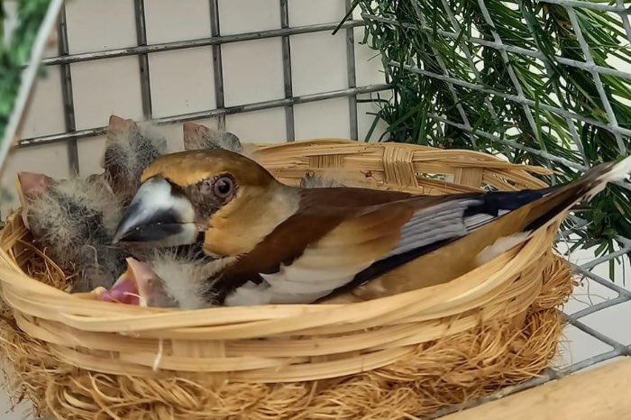 mooie vogel/wildzang nesten