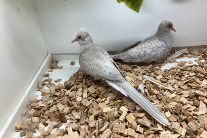 koppel pastel gezoomd diamantduiven (brilliant)