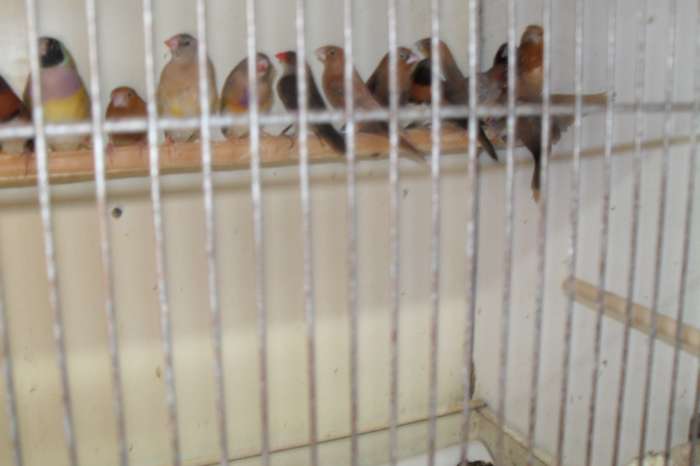 nog wat leuke vogeltjes