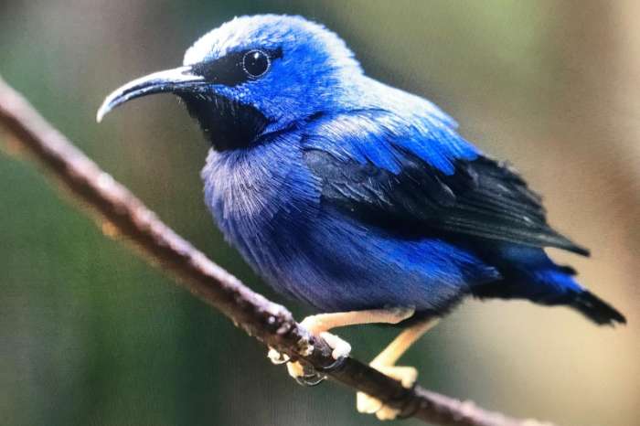1,0  cyanerpes caeruleus