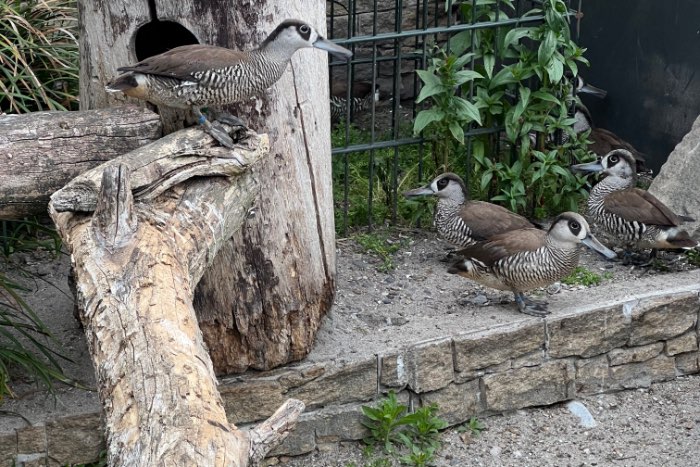 roze-ooreend / pink eared duck