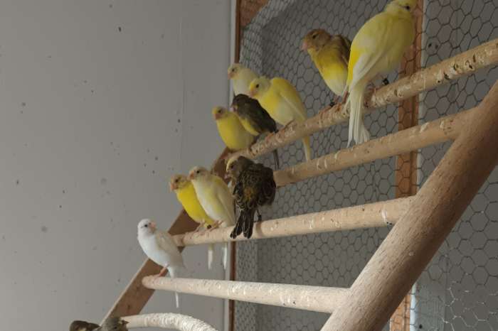 13 jonge vogels