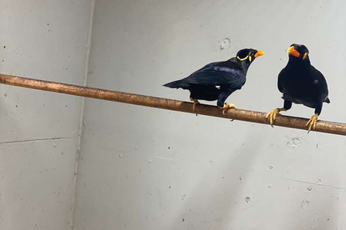 acridotheres javanicus