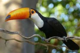 ramphastos toco