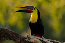 ramphastos swaisonii