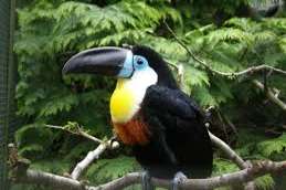 ramphastos vitellinus  1.1 ,