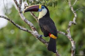 ramphastos tucanus