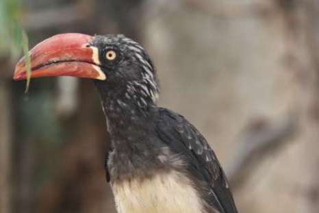 0,1 tockus alboterminatus gezocht
