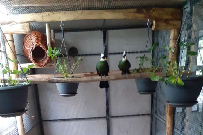 witkuif toerako's