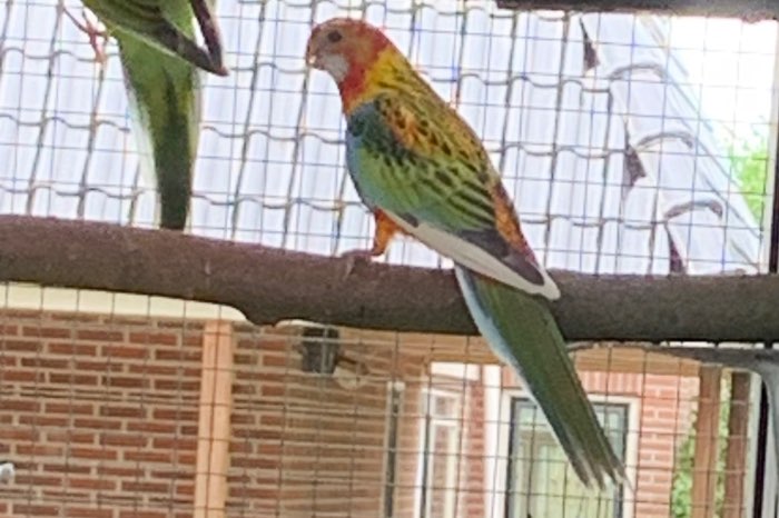 2025 ek rosella bont witvleugel opaline pop