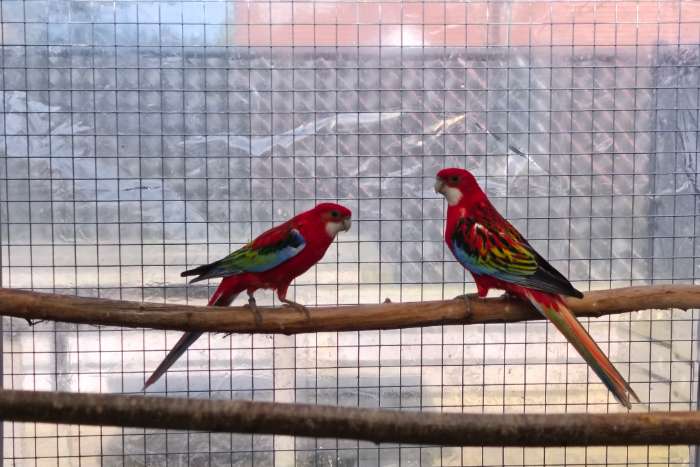 rosella parkieten