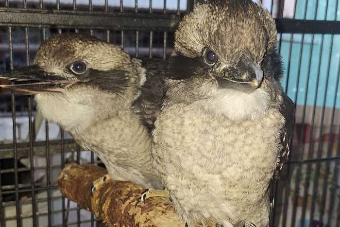 kookaburras