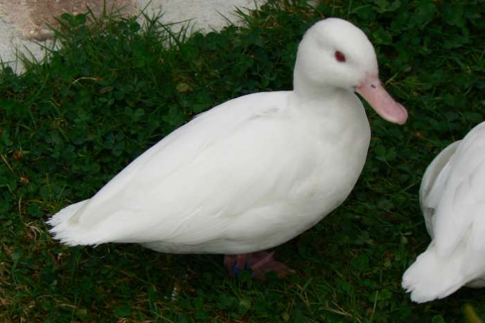 white ringed teal (callonetta leucophrys)