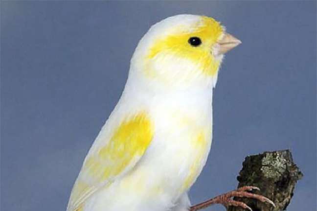 canari lipochrome mosaïque jaune