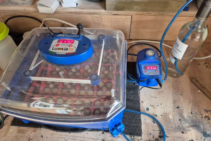 borotto lumia 16 expert met sirio
