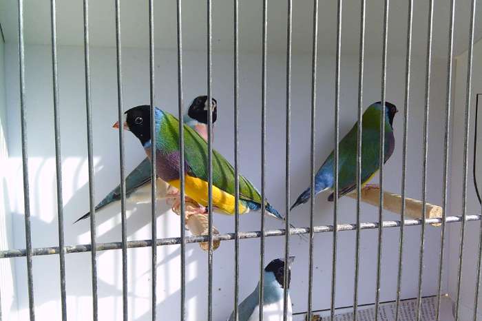 mooie goulds alle kleuren