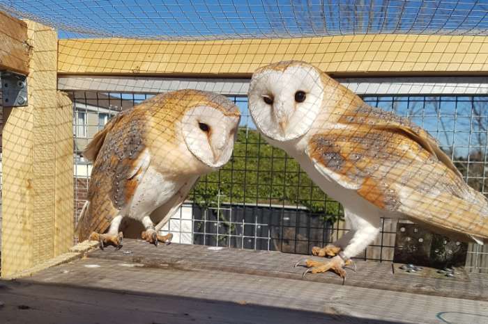 kerkuilen tyto alba van midden juni 2024
