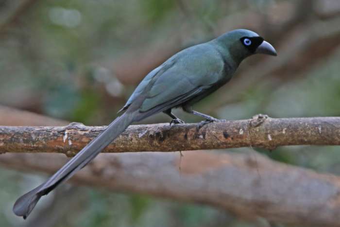 crypsirina temia - the racket-tailed treepie