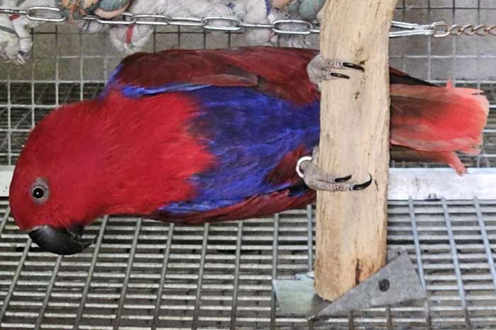 eclectus roratus polychloros