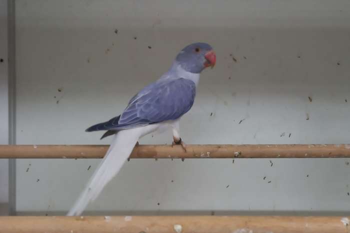violet opalaine bleekstaart