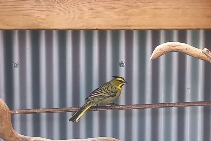 groene kardinaal(gereserveerd)