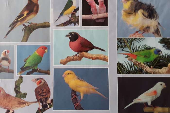 extra vogelbeurs