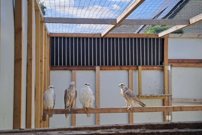 2x falco rusticolusx(falco rusticolusxfalco biarmicus)