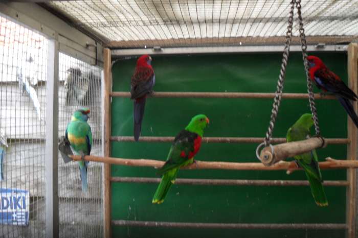div vogels
