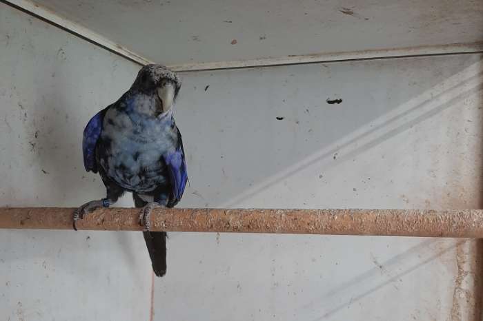 koppel blauwzwart opaline x blauwopaline / zwart / pastel
